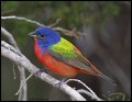 _2SB3109 painted bunting